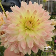 Tropical Sunset Dahlia Tuber