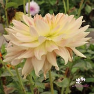 Tropical Sunset Dahlia Tuber