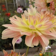 Tropical Sunset Dahlia Tuber