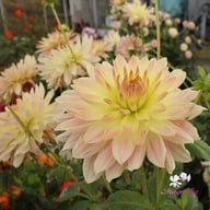 Tropical Sunset Dahlia Tuber