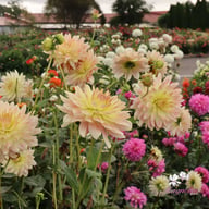 Tropical Sunset Dahlia Tuber