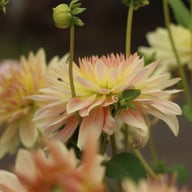 Tropical Sunset Dahlia Tuber