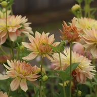 Tropical Sunset Dahlia Tuber