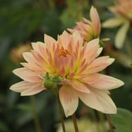 Tropical Sunset Dahlia Tuber