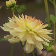 Tropical Sunset Dahlia Tuber