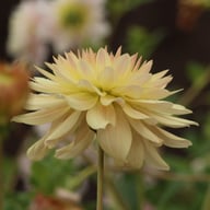 Tropical Sunset Dahlia Tuber