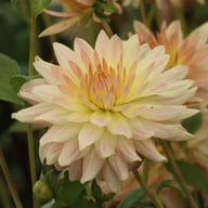 Tropical Sunset Dahlia Tuber