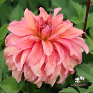 Truffula Idylle Dahlia Knöl