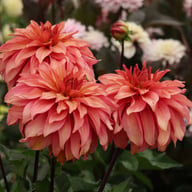 Truffula Idylle Dahlia Knöl