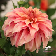Truffula Idylle Dahlia Knöl