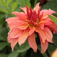 Truffula Idylle Dahlia Knöl