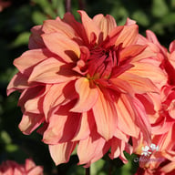 Truffula Idylle Dahlia Knöl