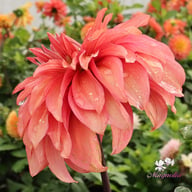 Truffula Idylle Dahlia Knöl