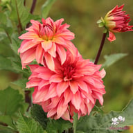 Truffula Idylle Dahlia Knöl