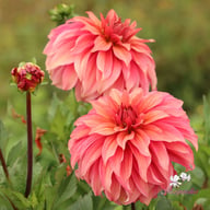 Truffula Idylle Dahlia Knöl
