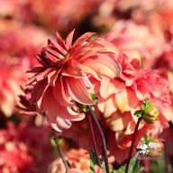 Truffula Idylle Dahlia Knöl