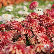 Truffula Idylle Dahlia Knöl