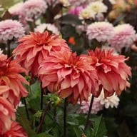Truffula Idylle Dahlia Knöl