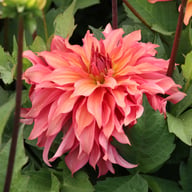 Truffula Idylle Dahlia Knöl