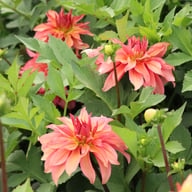 Truffula Idylle Dahlia Knöl