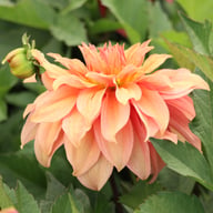 Truffula Idylle Dahlia Knöl