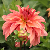 Truffula Idylle Dahlia Knöl