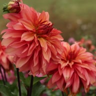 Truffula Idylle Dahlia Knöl