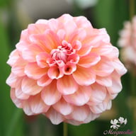Trustfull Dahlia Knöl