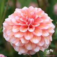 Trustfull Dahlia Knöl
