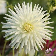 Tu-tu Dahlia Knöl