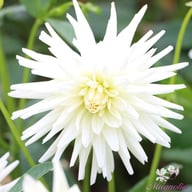 Tu-tu Dahlia Knöl