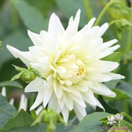 Tu-tu Dahlia Knöl
