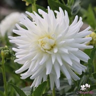 Tu-tu Dahlia Knöl