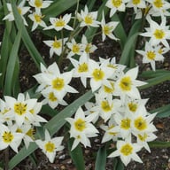 Turkestanica Bulbs