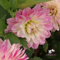 Tutu Ballerina Blomstrar (stickling) Dahlia Stickling