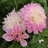 Tutu Ballerina Blomstrar (stickling) Dahlia Stickling