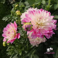 Tutu Ballerina Blomstrar (stickling) Dahlia Stickling