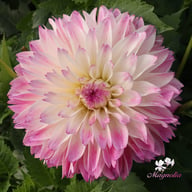 Tutu Ballerina Blomstrar (stickling) Dahlia Stickling