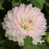 Tutu Ballerina Blomstrar (stickling) Dahlia Stickling
