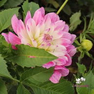 Tutu Ballerina Blomstrar (stickling) Dahlia Stickling