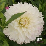 Tutu Ballerina Blomstrar (stickling) Dahlia Stickling