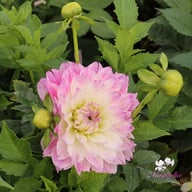 Tutu Ballerina Blomstrar (stickling) Dahlia Stickling
