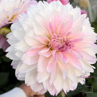 Tutu Ballerina Blomstrar (stickling) Dahlia Stickling
