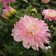 Tutu Ballerina Blomstrar (stickling) Dahlia Stickling