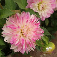 Tutu Ballerina Blomstrar (stickling) Dahlia Stickling