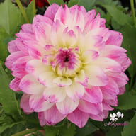 Tutu Ballerina Blomstrar (stickling) Dahlia Stickling