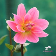 Twiggy Dahlia Knöl