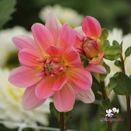 Twiggy Dahlia Knöl