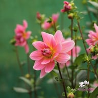 Twiggy Dahlia Knöl