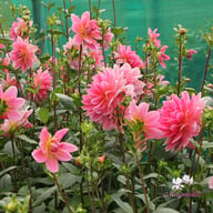 Twiggy Dahlia Knöl